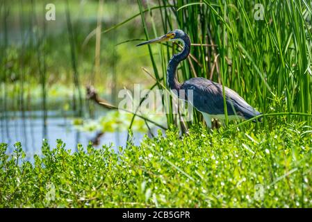 Airone tricolore (Egretta tricolore) che sorge tra i cordgrass che costeggiano il fiume Guana a Ponte Vedra Beach, Florida. (STATI UNITI) Foto Stock