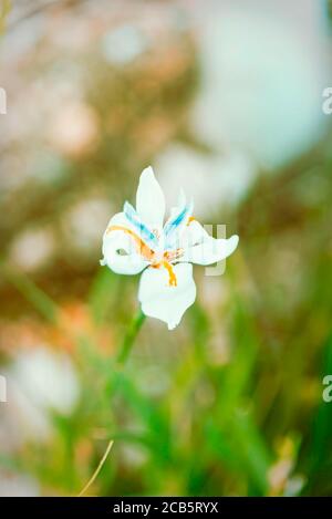 Bellissimi fiori selvatici o fiori selvatici. Foto Stock
