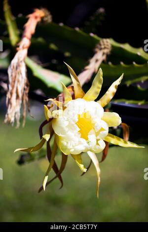Frutti di Drago giallo (Hylocereus megalanthus). Fiori: Un'apertura e uno appassito. Giugno 2011. Murwillumbah. Nuovo Galles del Sud. Australia. Foto Stock