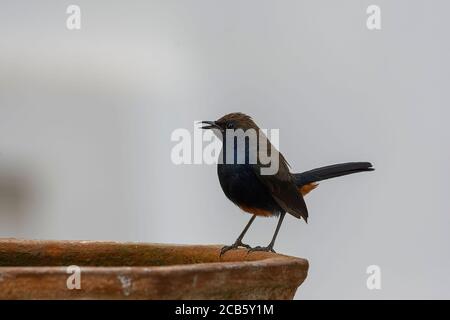 Maschio indiano robin (Copsychus fulicatus) primo piano. Foto Stock