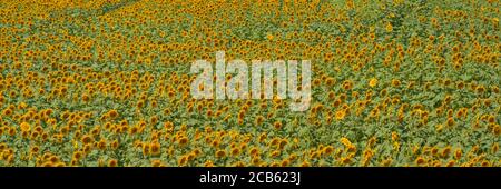 Campo di girasoli in fiore con foglie verdi, vista panoramica Foto Stock