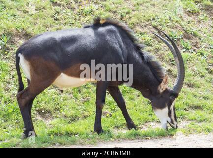 Primo piano ritratto dell'antilope maschile Sable Hippotragus niger pascolando su erba verde. L'antilope di Sable abita savana boscosa nell'Africa orientale a sud di Foto Stock