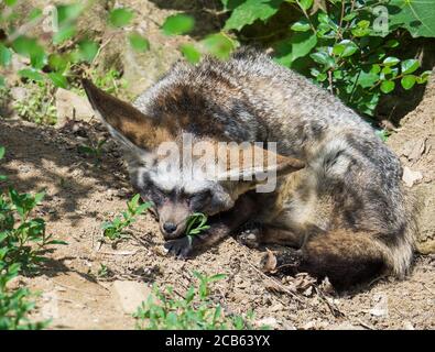 Primo piano su volpe Bat-eared, megalotis di Otocyon che giace su un terreno e che dorme Foto Stock