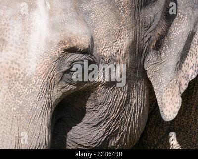 Primo piano di elefante asiatico occhio e orecchio. Messa a fuoco selettiva. Foto Stock