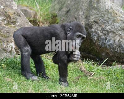 Ritratto di piccolo simpatico Western pianura gorilla bambino, Gorilla gorilla mangiare o masticare ramoscelli, erba e rock sfondo fuoco selettivo Foto Stock