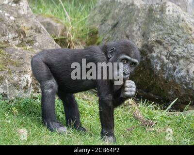 Ritratto di piccolo simpatico Western pianura gorilla bambino, Gorilla gorilla mangiare o masticare ramoscelli, erba e rock sfondo fuoco selettivo Foto Stock