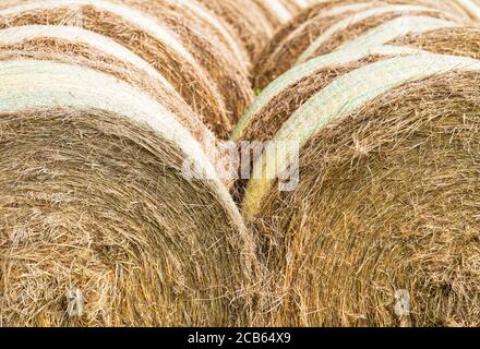 10 agosto 2020, Brandeburgo, Wustermark/OT Priort: Rotoli di paglia giacciono su un campo di grano raccolto. Foto: Soeren Stache/dpa-Zentralbild/ZB Foto Stock