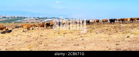 Allevamento di bestiame libero in roaming nei campi Foto Stock