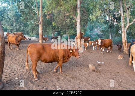 Allevamento di bestiame libero in roaming nei campi Foto Stock
