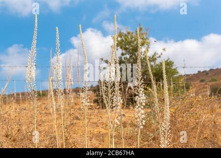 Sea squill, (Urginea maritima) Israele, autunno settembre Foto Stock