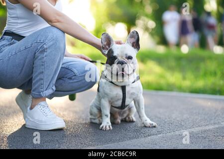 Primo piano vista del carino bulldog francese maschile seduto sulla strada e guardando la macchina fotografica. Proprietario femminile irriconoscibile che tiene l'animale domestico usando il guinzaglio, seduto nelle vicinanze nel vicolo del parco cittadino. Animali domestici, concetto di animali domestici. Foto Stock