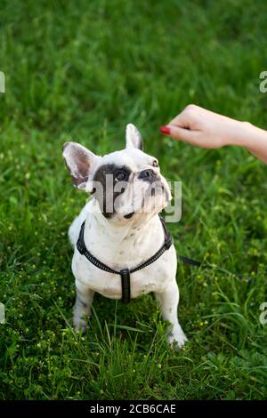 Raccolto di mano di unriconoscable donna che tiene le tratta, proprietario che addestrano il bulldog francese sul guinzaglio. Vista dall'alto dell'animale domestico, seduto su un'erba verde che guarda le prelibatezze, giorno d'estate. Concetto di addestramento degli animali. Foto Stock