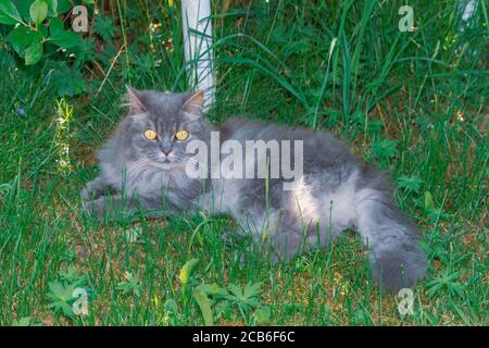 Un gatto grigio soffice si trova sull'erba sotto un Bush verde in estate Foto Stock