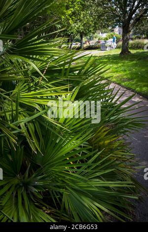 Trachycarpus Fortunei cresce nel giardino di Trenance a Newquay in Cornovaglia. Foto Stock