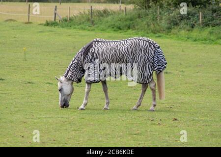 Cavallo bianco, indossa un cappotto con stampa zebra, pascolando in un campo, Northampton, Regno Unito Foto Stock
