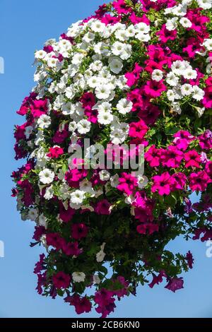 Piante pendenti petunia Foto Stock