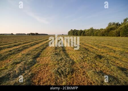 Erba con erba muta rastrellata per haymaking Foto Stock