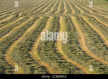 Erba con erba muta rastrellata per haymaking Foto Stock