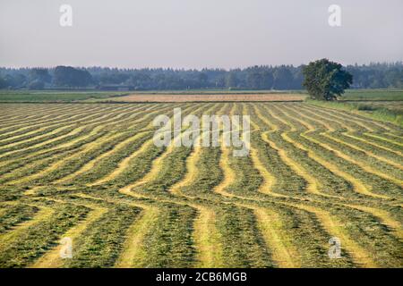 Erba con erba muta rastrellata per haymaking Foto Stock