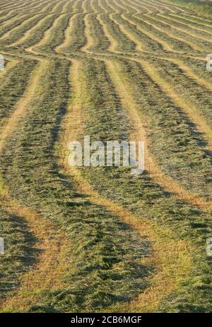 Erba con erba muta rastrellata per haymaking Foto Stock