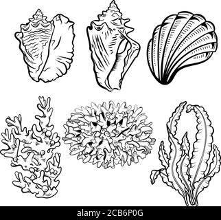 Serie di illustrazioni vettoriali disegnate a mano per la vita marina. Conchiglie, capesante disegni a mano libera. Coralli, fauna dell'ecosistema della barriera corallina, alghe marine, laminaria incisa Illustrazione Vettoriale