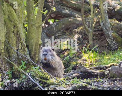 muskrat (Ondatra zibethicus) guardando su da alberi mossi e l'erba Foto Stock