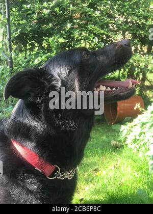 Labrador Cross Collie Rescue nel Sole Foto Stock