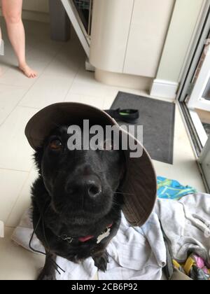 Labrador Collie Cross Breed indossa un cappello da sole Foto Stock