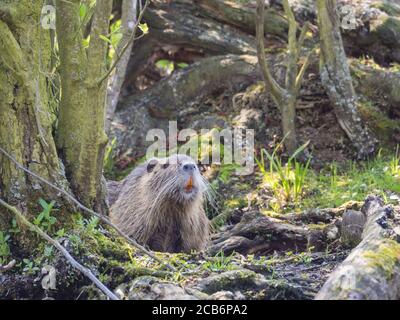 muskrat (Ondatra zibethicus) guardando su da alberi mossi e l'erba Foto Stock