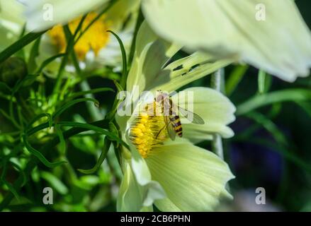 Syrphus ribesii vola su Cosmos flower Foto Stock
