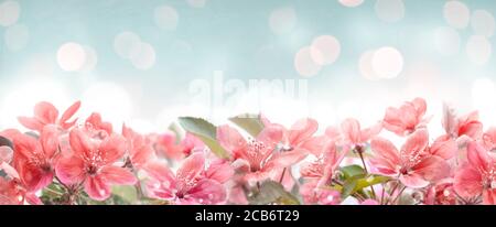Bella cornice rosa fiore primavera su sfondo bokeh. Giardino con fiori in fiore su cielo blu. Design con bordi floreali. Pasqua e primavera design w Foto Stock