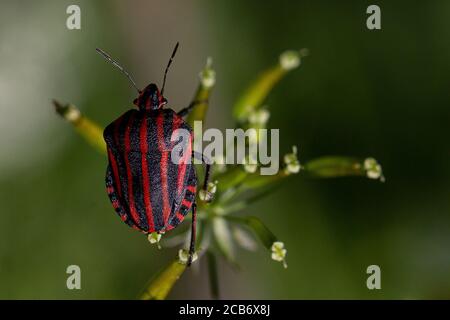 Striped Shieldbug, Graphosoma italica Foto Stock
