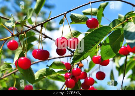 Ciliegie acide rosse che pendono sul ramo. Ora legale Foto Stock