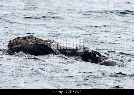 Primo piano vista della balena meridionale destra che emerge dal mare in Peninsula Valdes, Argentina Foto Stock