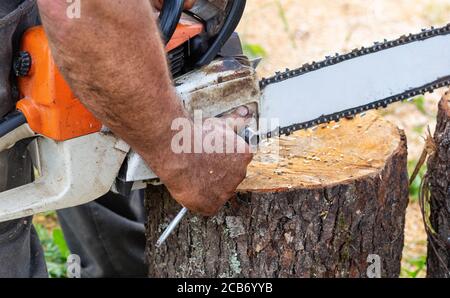 Il martinetto regola la motosega per il lavoro. Legno duro che lavora in foresta. Primo piano. Foto Stock