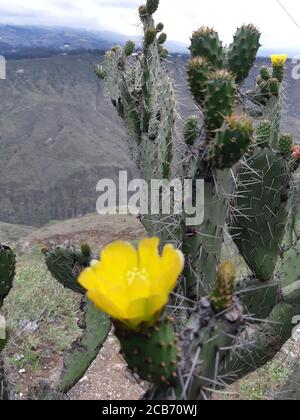 Primo piano vista del fiore di cactus con grandi fiori gialli. Foto Stock