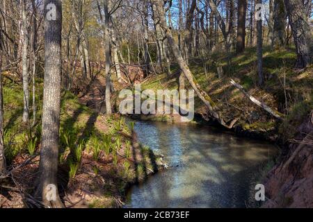 Alberi e piccolo fiume vicino Tuja, Veczemju klintis, Vidzeme, Lettonia, paesaggio Foto Stock