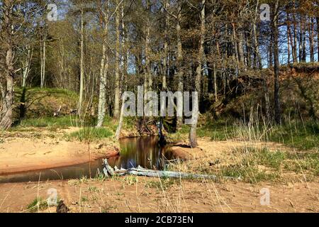 Alberi e piccolo fiume vicino Tuja, Veczemju klintis, Vidzeme, Lettonia, paesaggio Foto Stock