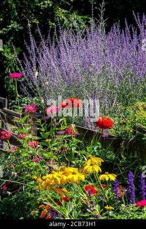 Perovskia 'Blue spire' zinnias Rudbeckia, agosto fiori colorati al recinto giardino Foto Stock