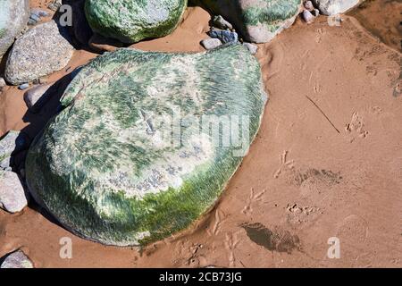 roccia sopravvolta con alghe e impronte di un uccello in la sabbia Foto Stock