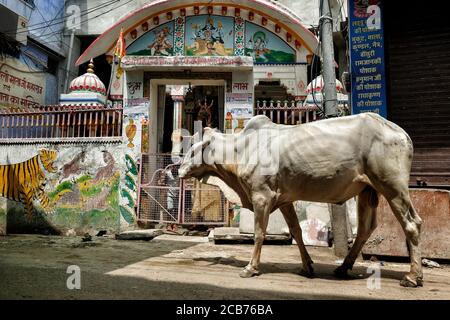 Bundi India - 2020 agosto: Una mucca che passa di fronte ad un tempio su una strada nella città vecchia di Bundi il 9 agosto 2020 a Bundi, Rajasthan. India Foto Stock