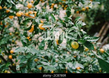 Maturare tangerini su rami di alberi nel giardino, primo piano. Foto Stock