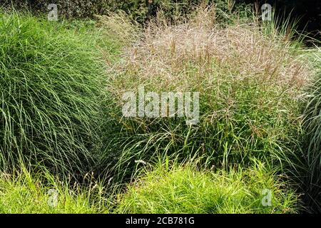 Miscanthus sinensis 'Ferner Osten', Palm Sedge Carex muskingumensis in primo piano giardino di agosto Foto Stock