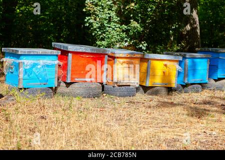 Alveari nella foresta . Case colorate per api . Produzione di miele Foto Stock