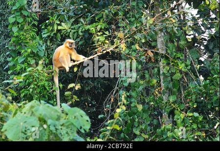 Golden Langur (Trachypithecus geei) presso la riserva naturale di Ultapani, Assam, india Foto Stock