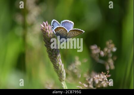 blu argentato sulla testa dell'erba Foto Stock