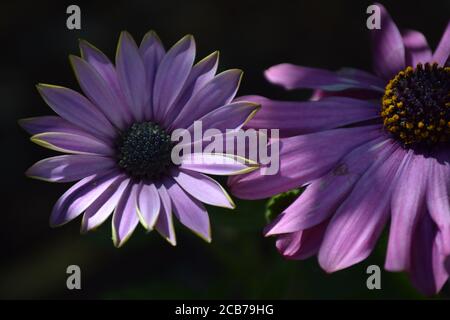 Daisy viola africano Foto Stock