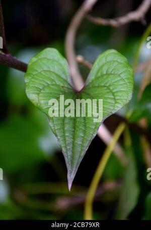 A forma di cuore ad anta Foto Stock