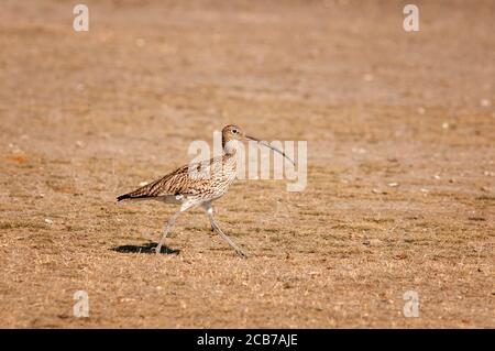 Curlew eurasiatico, Numenius arquata. Adulto che cammina nella riserva naturale di Gallocanta. Spagna. Foto Stock