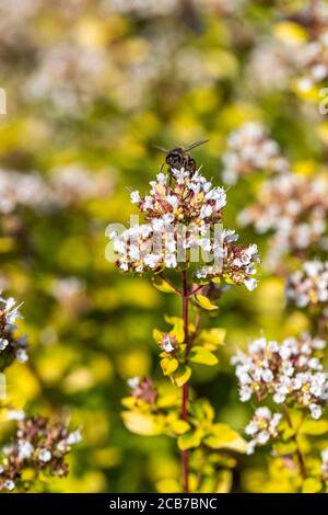 Ape di miele - Apis mellifera - alimentazione sulle specie di pianta amichevole dell'impollinatore in un giardino di fauna selvatica amichevole. Foresta di Dean, Gloucestershire. REGNO UNITO Foto Stock